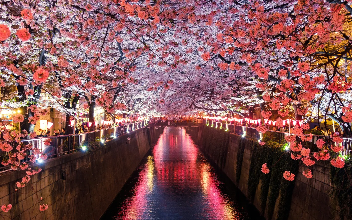 Cherry blossoms over a canal at night with lanterns reflecting on the water.