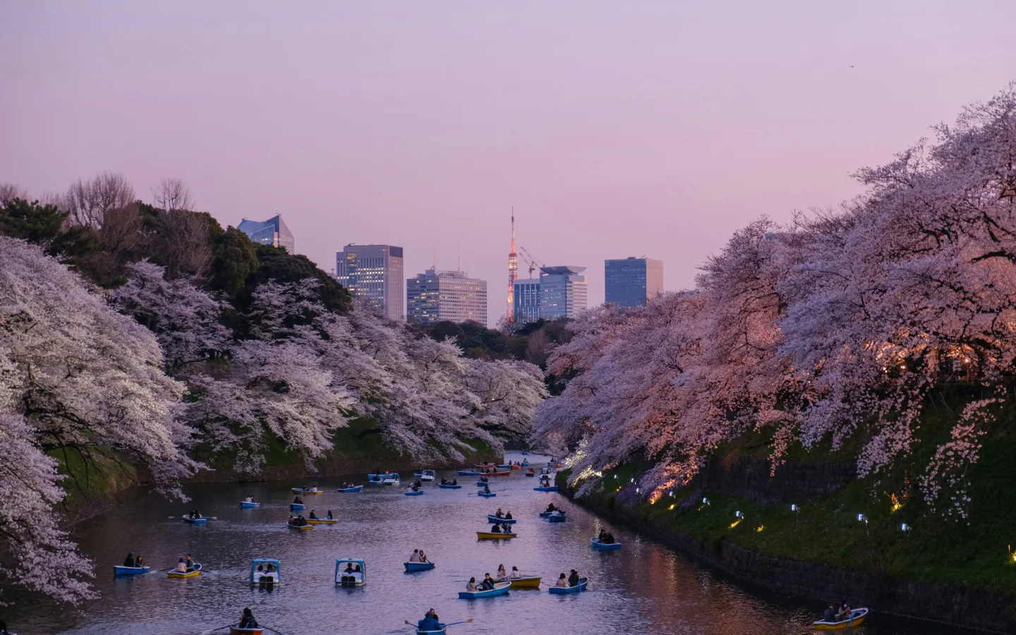 People boating along a river surrounded by cherry blossoms with Tokyo skyline in the distance.